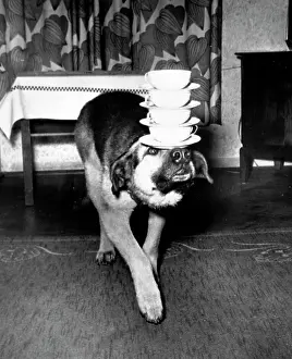 Teacups: Acrobat dog balancing teacups on his head