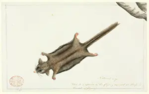 Marsupialia: Acrobates pygmaeus, pygmy glider