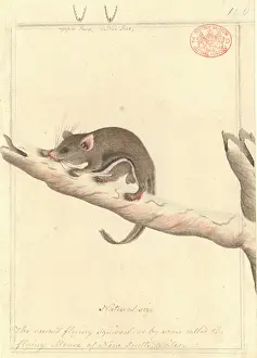 Marsupialia: Acrobates pygmaeus, pygmy glider