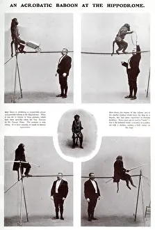 Oct19: An acrobatic baboon at the Hippodrome