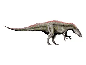 Allosauroid: Acrocanthosaurus dinosaur