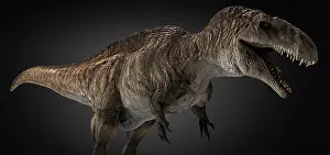 Allosaurid: Acrocanthosaurus dinosaur on colored background