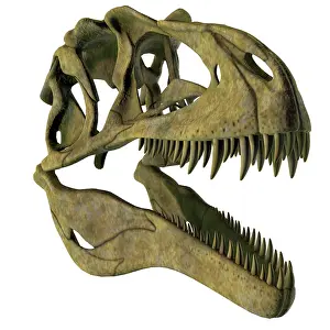 Sockets: Acrocanthosaurus dinosaur fossil head