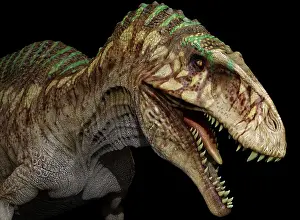 Allosaurid: Acrocanthosaurus dinosaur head, black background