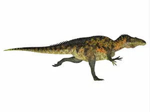 Allosaurid: Acrocanthosaurus dinosaur running, on white background