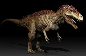 Allosaurid: Acrocanthosaurus dinosaur, side view