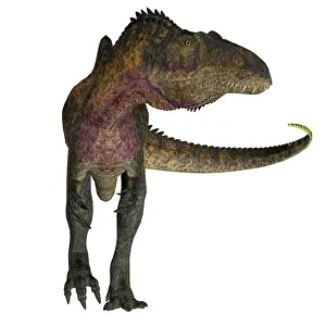 Allosauroid: Acrocanthosaurus dinosaur on white background
