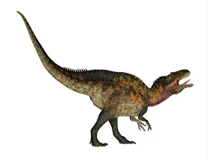 Allosauroid: Acrocanthosaurus dinosaur on white background