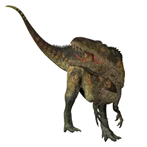 Allosaurid: Acrocanthosaurus dinosaur on white background