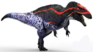 Allosaurid: Acrocanthosaurus dinosaur, white background