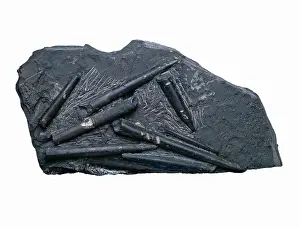 Belemnitida: Acroceolites subtenius, belemnites