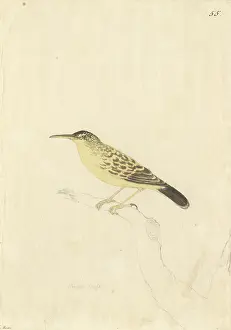 Long Billed: Acrocephalus caffer, long-billed reed warbler