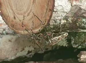Boring: Acrocinus longimanus, Harlequin beetle