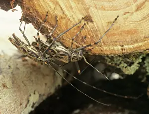 Longhorned: Acrocinus longimanus, Harlequin beetle
