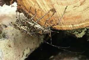 Boring: Acrocinus longimanus, Harlequin beetle