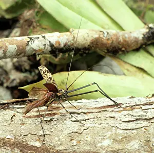 Longhorned: Acrocinus longimanus, Harlequin beetle