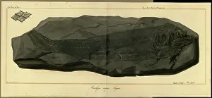 Dinkel: Acrolepis asper Agassiz