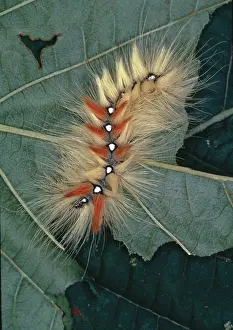 Sapindales: Acronicta aceris, sycamore moth caterpillar