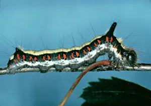 Owlet: Acronicta psi, grey dagger moth caterpillar