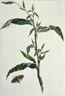 Knot: Acronicta rumicis, knot grass moth