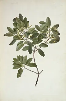 Polydore: Acronychia laevis, hard aspen