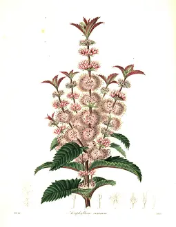 Maund: Acrophyllum australe. Vulnerable