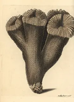 Carduus: Acropora carduus coral