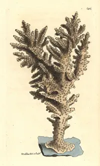 Acropora: Acropora coral, Acropora danai