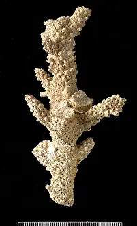 Acropora: Acropora, a scleractinian coral