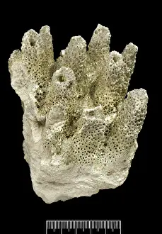 Darwin200: Acropora, Worn coral
