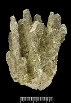 Darwin200: Acropora, Worn coral