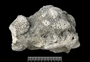 Stony: Acropora, Worn coral