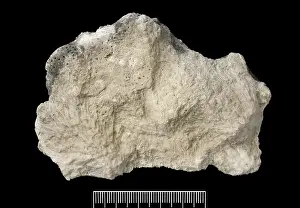 Stony: Acropora, Worn coral