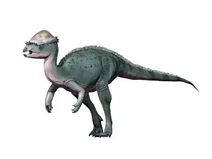 Pachycephalosaurid: Acrotholus audeti, Late Cretaceous of Canada