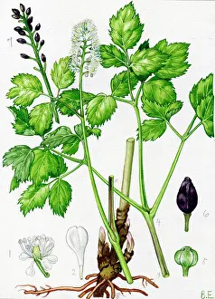 Actaea: Actaea spicata