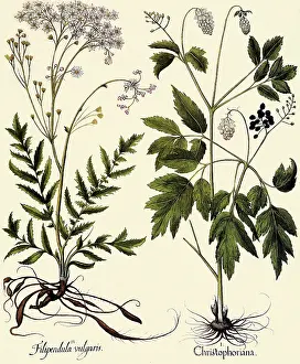 Basilius: Actea spicata, Filipendula vulgaris