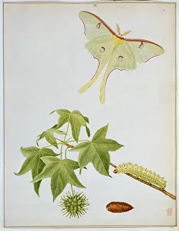 Luna: Actias luna, emperor moth