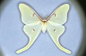Luna: Actias luna, luna moth