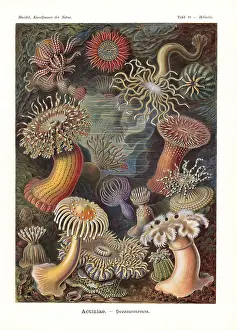 Glitsch: Actiniae or sea anenomes