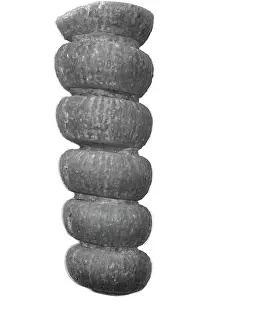 Aguirre: Actinoceras sp. nautiloid