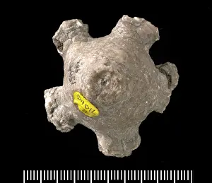 Crinoid: Actinocrinites sp. a fossil crinoid
