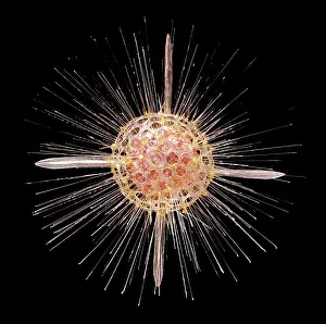Rhizaria: Actinomma asteracanthion