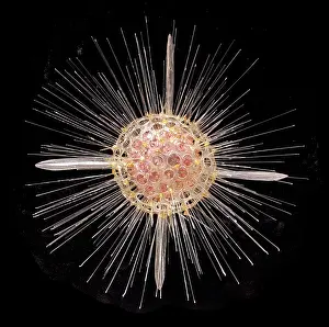 Rhizaria: Actinomma asteracanthion, radiolarian