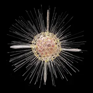 Rhizaria: Actinomma asteracanthion, radiolarian