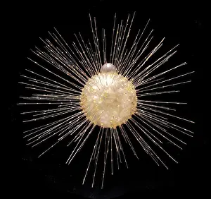 Protozoan: Actinophrys sol, heliozoan