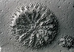 Bryozoan: Actinopora disticha, bryozoan