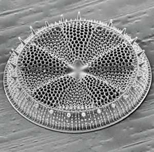 Valve: Actinoptychus, diatom