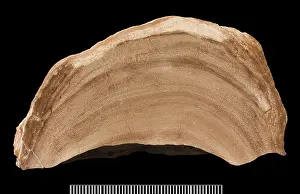 Fossilised: Actinostroma, a dome-shaped stromatoporoid
