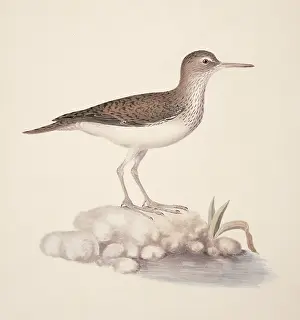 Macgillivray: Actitis hypoleucos, common sandpiper