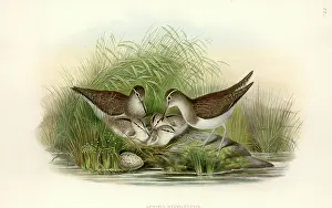 Sandpiper: Actitis hypoleucos, common sandpiper